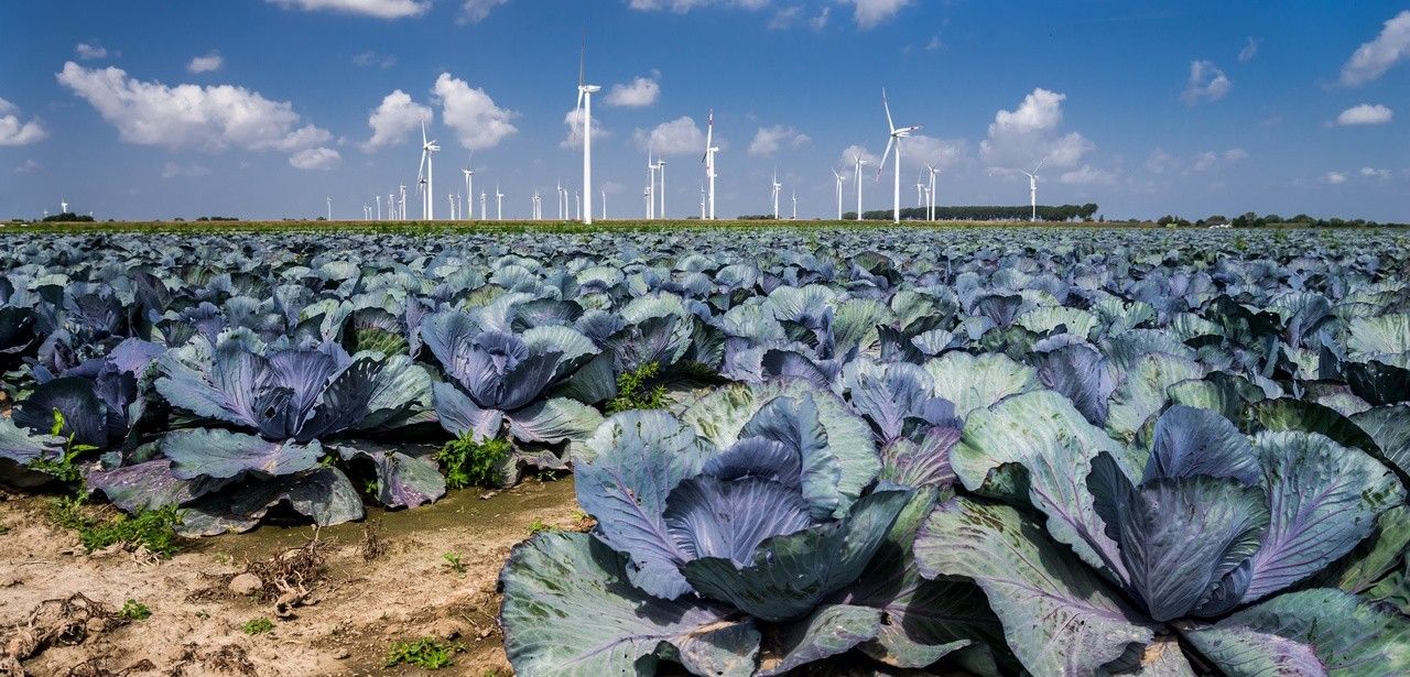 Schleswig-Holstein Netz verdoppelt Anzahl an EE-Anlagen (Foto: AdobeStock - Carl-Jürgen Bautsch 283547483)